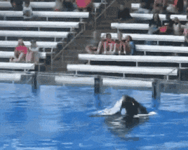 a whale is swimming in a pool with people watching