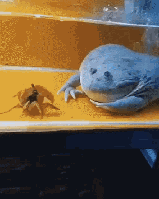 Frog Crab GIF - Frog Crab Omnifrog GIFs