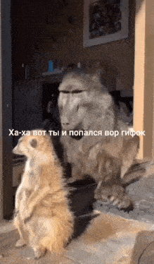 a meerkat and a baboon are standing next to each other with a caption in a foreign language