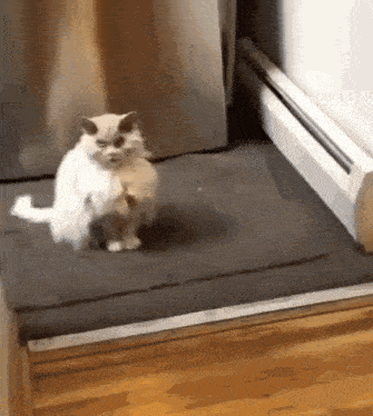 a white cat is sitting on a black mat in a doorway
