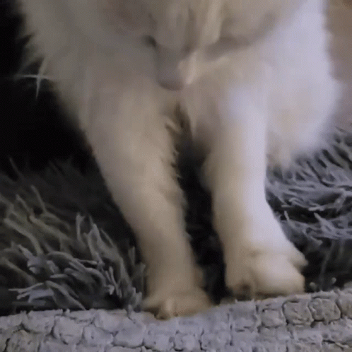 Philzapussy Bread GIF - Philzapussy Bread Cat GIFs