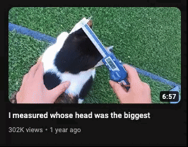 I Measure Whose Head Was The Biggest Cat GIF - I Measure Whose Head Was The Biggest Cat Measuring GIFs