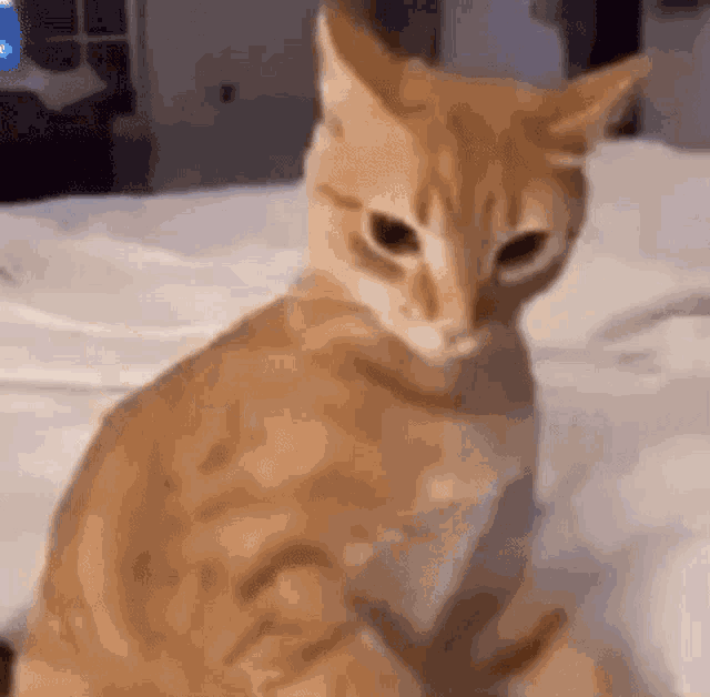 Cat Biting GIF - Cat Biting Angry GIFs