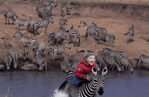 a young boy in a red jacket is riding a zebra in front of a herd of zebras