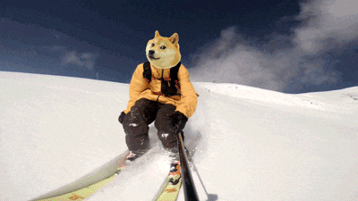 a doge is riding skis down a snowy hill