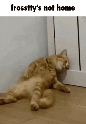 a cat laying on the floor with the words frostty 's not home on the bottom