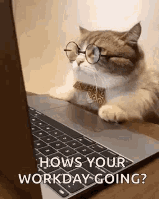 Business Cat Working GIF