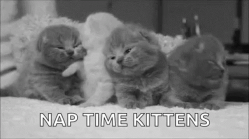 Kitty Kitten GIF - Kitty Kitten Nap Kittens GIFs