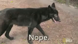 Nope. GIF - Nope Wolf Dog GIFs