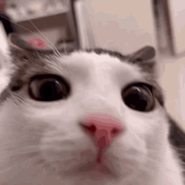 Blinking Cat Meme Cat GIF - Blinking Cat Meme Cat Blinking GIFs