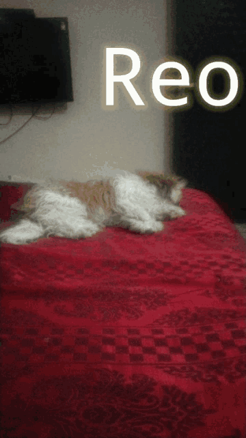 a cat is laying on a bed with the word reo in the background