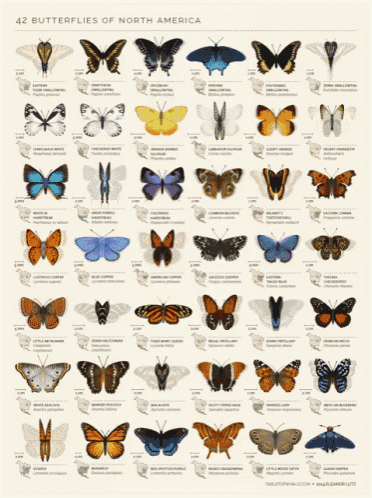 a poster showing 42 butterflies of north america including a yellow swallowtail
