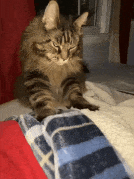 a cat is laying on a bed with its paws on a striped blanket .