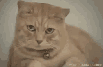 Crying Cat GIF - Crying Cat Sad GIFs