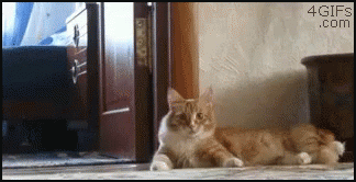 Cat Scared GIF - Cat Scared See Ya Later GIFs
