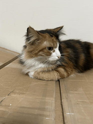 a calico cat is laying down on a cardboard box