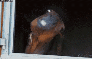 a horse looking out of a window with the name coyote written on the bottom right