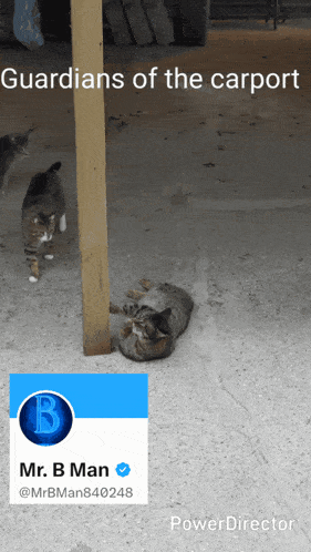 a cat laying on the ground next to a wooden post with guardians of the carport written on the top