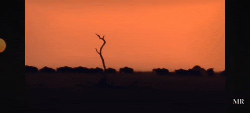 a sunset with a tree in the foreground and mr written on the bottom