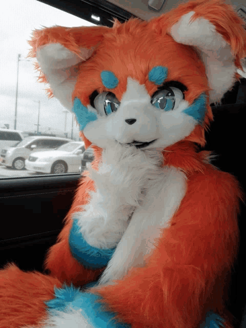 an orange and white furry animal with blue eyes is in a car