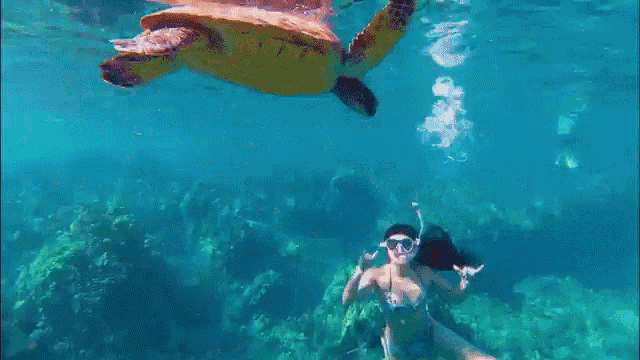 a woman is swimming with a turtle in the ocean .