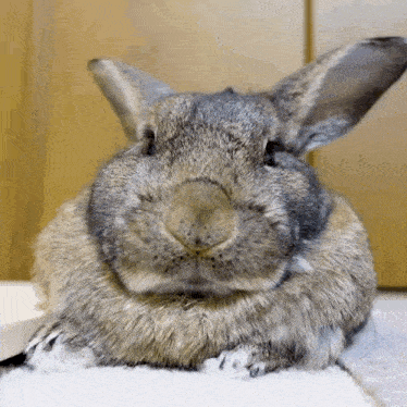 a close up of a rabbit 's face with a wooden background