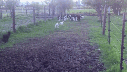 Bunch Of Bouncy Baby Lambs GIF - Lamb Bouncy Jump GIFs