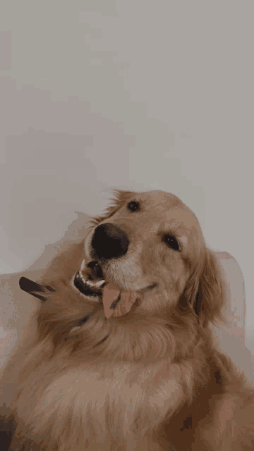 a dog with its tongue hanging out is laying on a couch