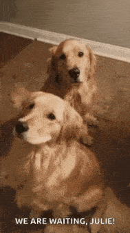two golden retrievers are sitting next to each other on a tile floor .