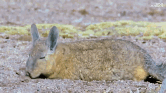 a squirrel is laying on its back on the ground .