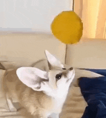 a small dog is playing with a yellow ball .
