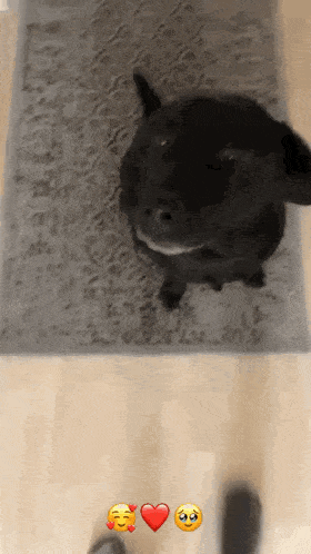 a black dog is sitting on a rug next to a person 's feet with emojis on the floor .