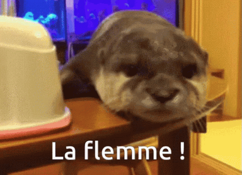 Flemme La Flemme GIF - Flemme La Flemme Otter GIFs