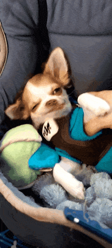Chihuahua Dog GIF - Chihuahua Dog Smile GIFs