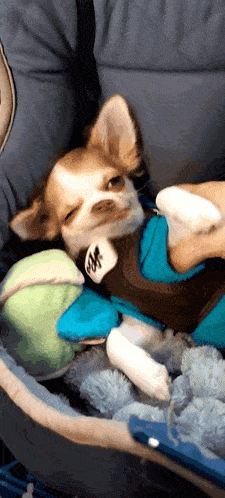 a small brown and white dog wearing a blue shirt with the word ruff on it is laying on a bed