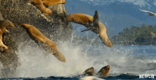 Sea Lion Diving GIF - Sea Lion Diving Jumping In The Water GIFs