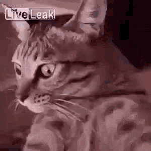 a close up of a cat 's face with the words `` live leak '' on the bottom .