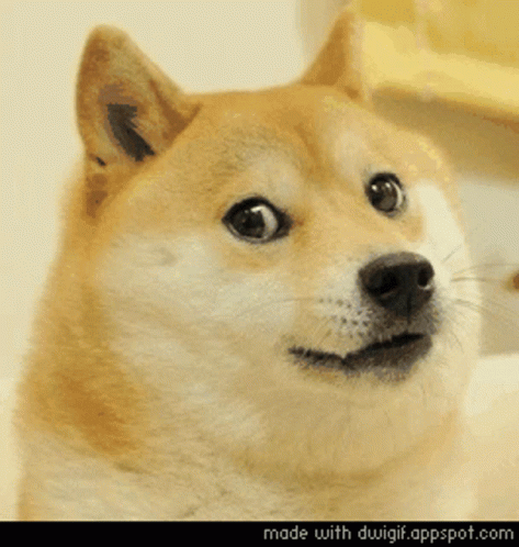 Doge Deal With It GIF - Doge Deal With It Shades On GIFs