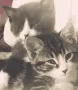 Cat Cat And Kitten GIF - Cat Cat And Kitten Cute Cats GIFs