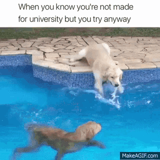 Dogs Swimming GIF - Dogs Swimming Flapping GIFs