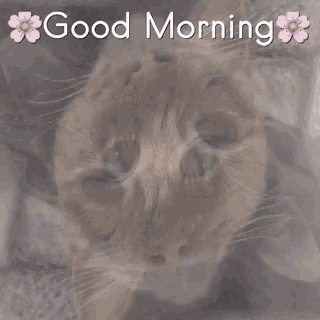 a picture of a cat with the words " good morning " above it