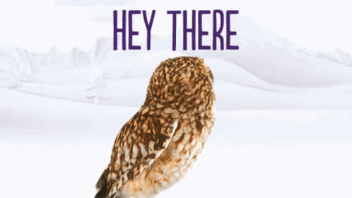 Telus Hey There GIF - Telus Hey There Owl GIFs