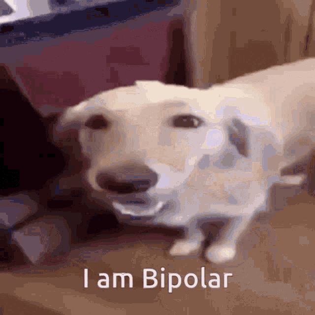 a dog with its mouth open and the words i am bipolar written on the bottom