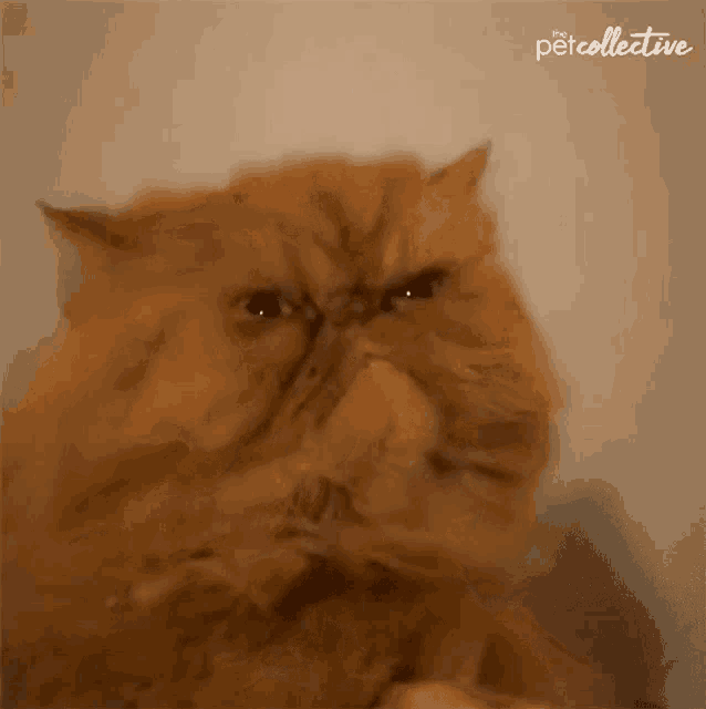 Cat Angry GIF - Cat Angry Mad GIFs