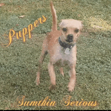 a picture of a dog with the words puppers sumthin serious