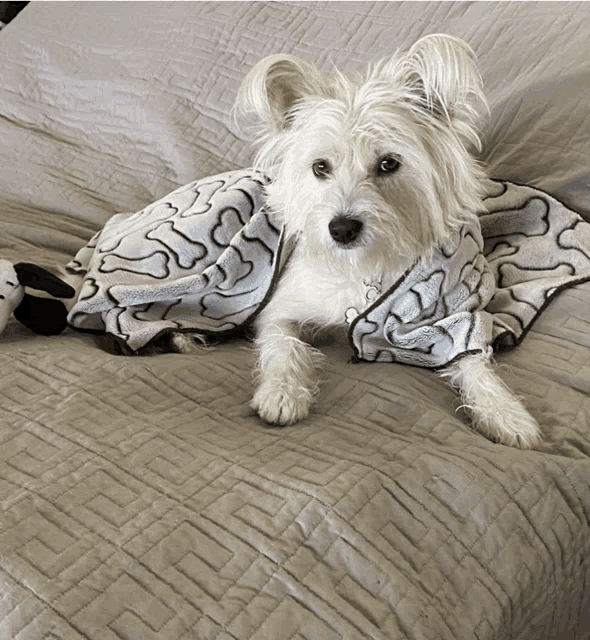 a small white dog is laying on a bed with a blanket with bones on it