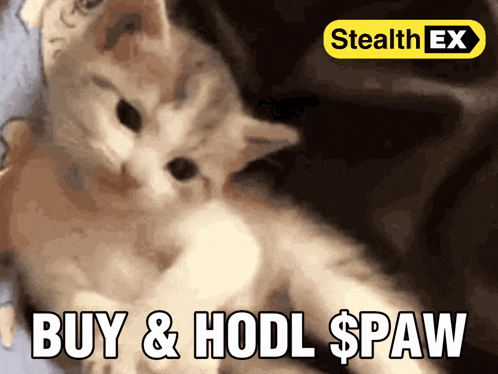 a picture of a cat with the words buy & hodl $paw