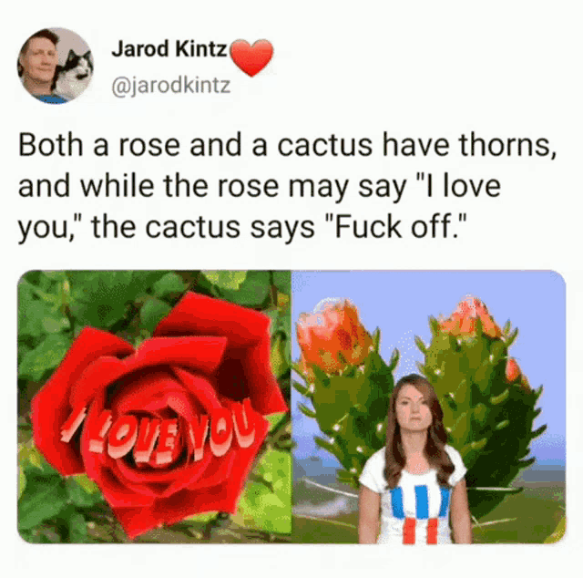 Rose Cactus GIF - Rose Cactus Fuck Off GIFs