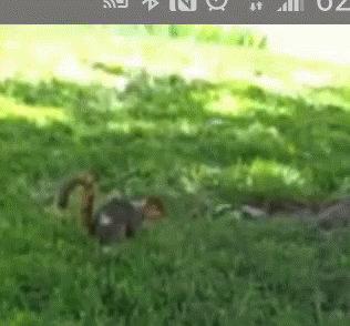 Squirrel Back GIF - Squirrel Back Flip GIFs