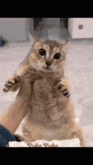 Toletole Cat GIF - Toletole Cat Toletolecat GIFs